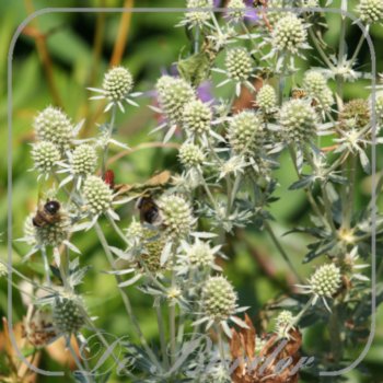 Eryngium planum 'Silver Stone'