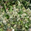 Eryngium planum 'Silver Stone'