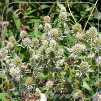 Eryngium planum 'Silver Stone'