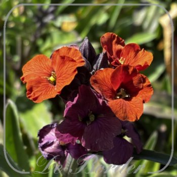 erysimum-red-jep-179 Erysimum 'Red Jep'