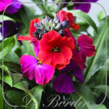 Erysimum 'Red Jep'
