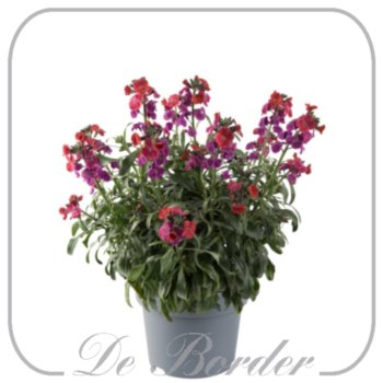 erysimum-red-jep-894 Erysimum 'Red Jep'