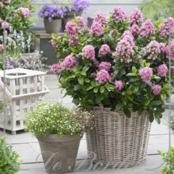 escallonia-laevis-pink-elle-c2-004 Escallonia laevis 'Pink Elle'