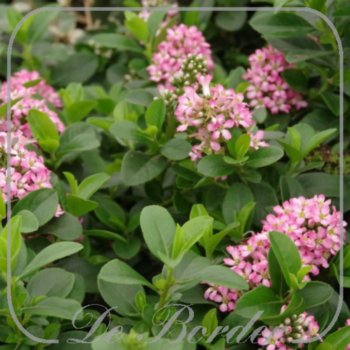 escallonia-laevis-pink-elle-c2-297 Escallonia laevis 'Pink Elle'