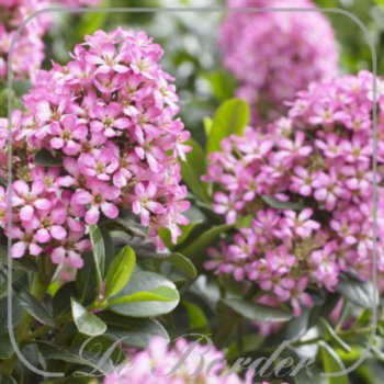 escallonia-laevis-pink-elle-c2-388 Escallonia laevis 'Pink Elle'