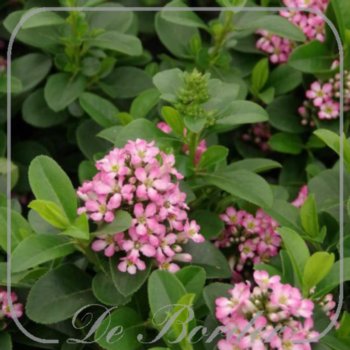 escallonia-laevis-pink-elle-c2-814 Escallonia laevis 'Pink Elle'