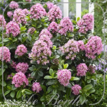 escallonia-laevis-pink-elle-c2-976 Escallonia laevis 'Pink Elle'
