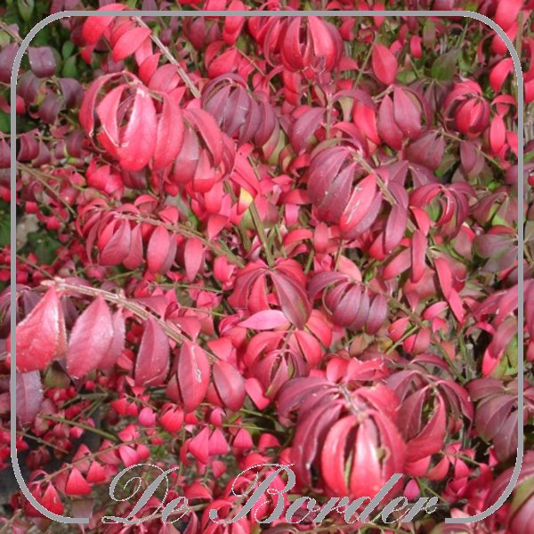 Euonymus alatus 'Compactus'