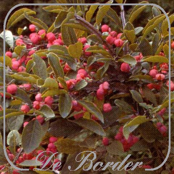 Euonymus alatus 'Compactus'