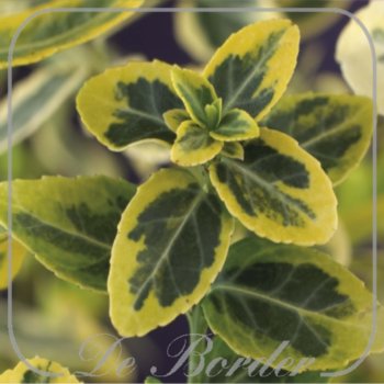 Euonymus fortunei 'Emerald 'n' Gold'