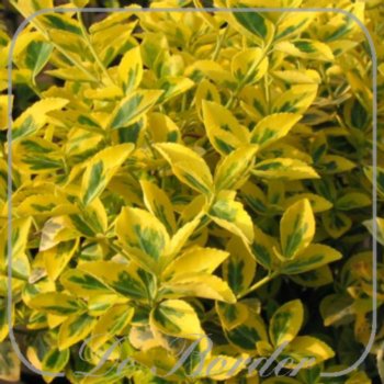 euonymus-fortunei-emerald-n-gold-218 Euonymus fortunei 'Emerald 'n' Gold'