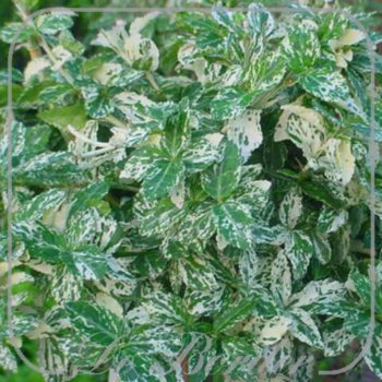 Euonymus fortunei 'Harlequin'