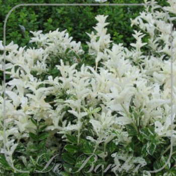 Euonymus fortunei 'Harlequin'