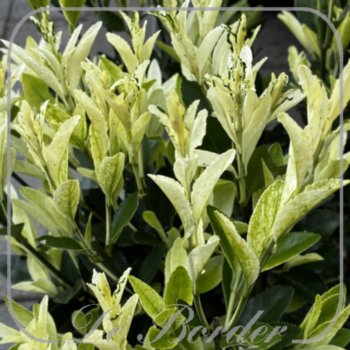 Euonymus japonicus 'Extravanganza'