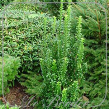 Euonymus japonicus 'Green Spire'