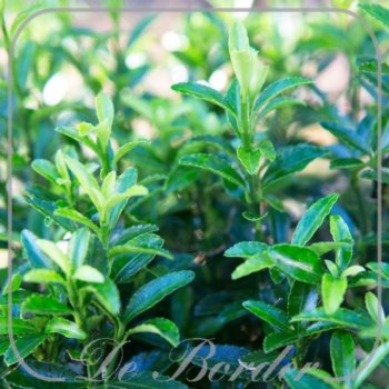 Euonymus japonicus 'Green Spire'