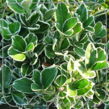 Euonymus japonicus 'Kathy'