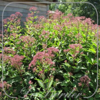 eupatorium-maculatum-atropurpureum-436.jpg Eupatorium maculatum 'Atropurpureum'