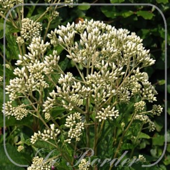 eupatorium-maculatum-snowball-746 Eupatorium maculatum 'Snowball'