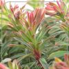 Euphorbia 'Ascot Petite'
