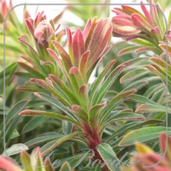 Euphorbia 'Ascot Petite'