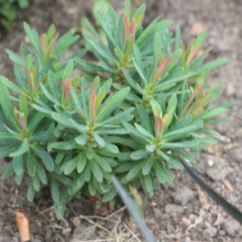 Euphorbia 'Ascot Petite'