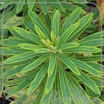 Euphorbia 'Ascot Rainbow'