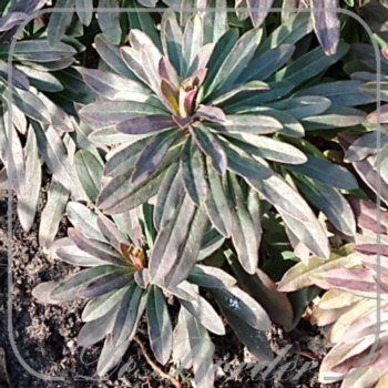 Euphorbia characias 'Purple and Gold'