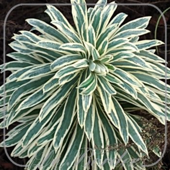 euphorbia-characias-tasmanian-tiger-194 Euphorbia characias 'Tasmanian Tiger'