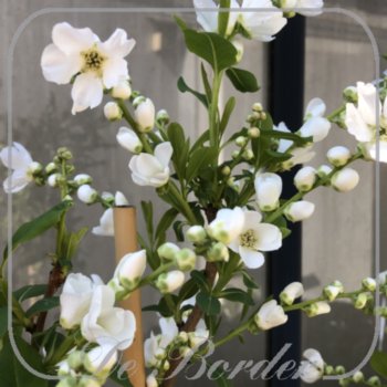 Exochorda 'The Bride'
