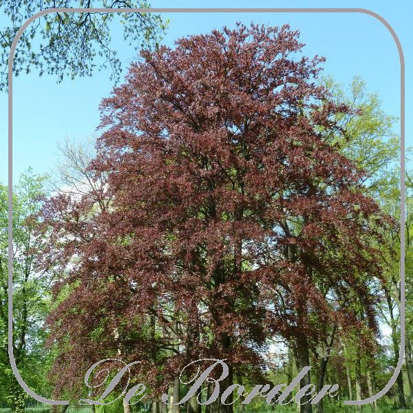 Fagus sylvatica 'Atropunicea'