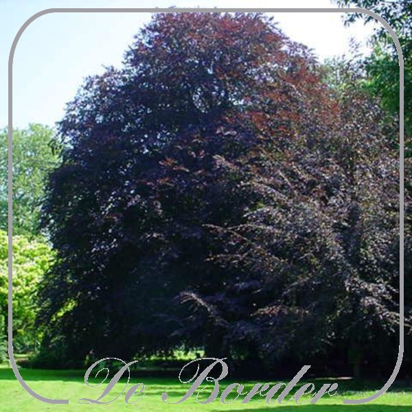 Fagus sylvatica 'Atropunicea'