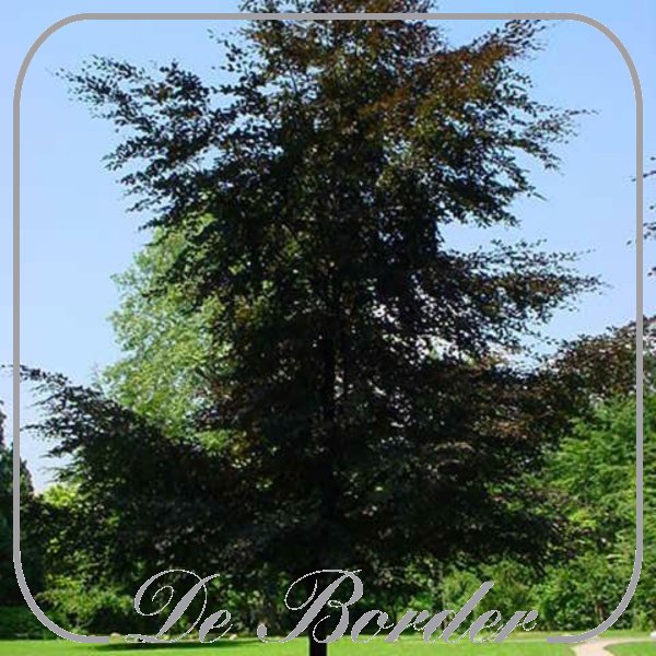 Fagus sylvatica 'Atropunicea'