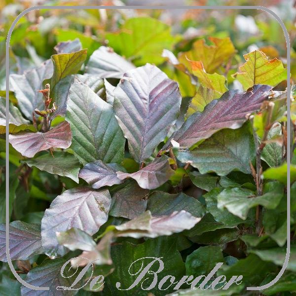 Fagus sylvatica 'Atropunicea'