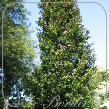 Fagus sylvatica 'Dawyck'