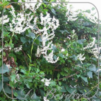 Fallopia baldschuanica