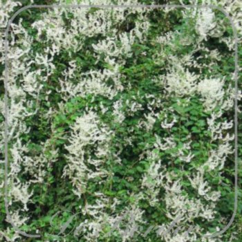 Fallopia baldschuanica