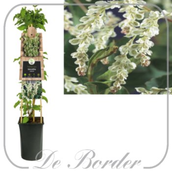 Fallopia baldschuanica