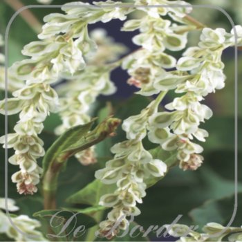 Fallopia baldschuanica