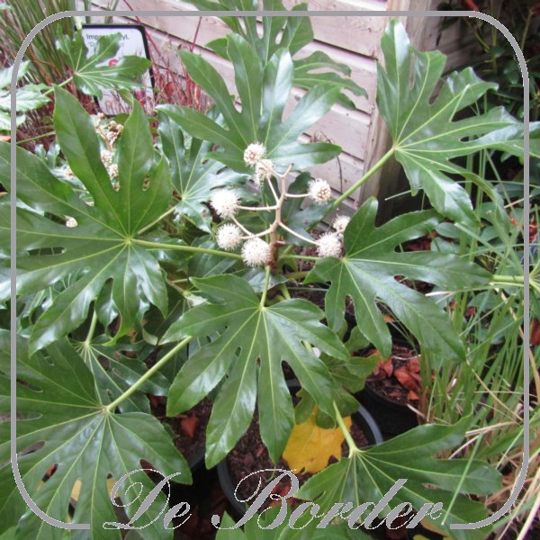 Fatsia japonica