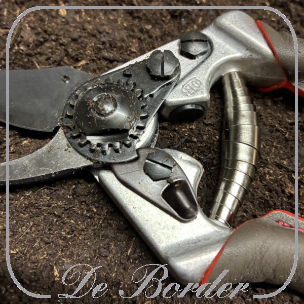 Prei Zwitserse Reuzen