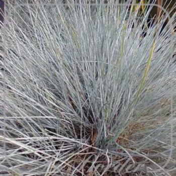 Festuca 'Cool as Ice'
