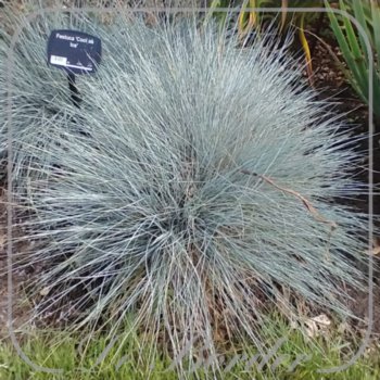 Festuca 'Cool as Ice'