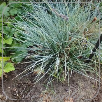 Festuca glauca 'Blauglut'