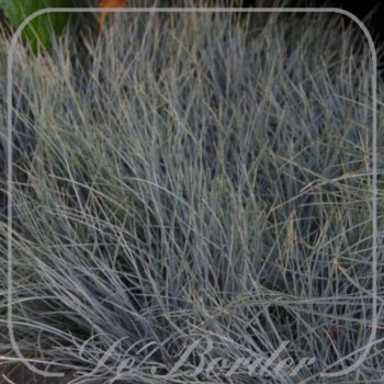 Festuca glauca 'Intens Blue'