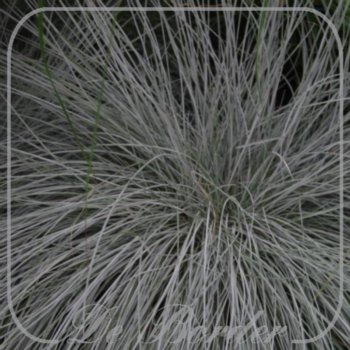 Festuca glauca 'Intens Blue'