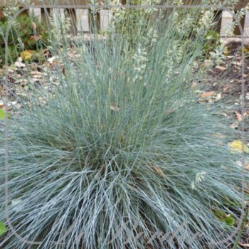 Festuca glauca 'Intens Blue'