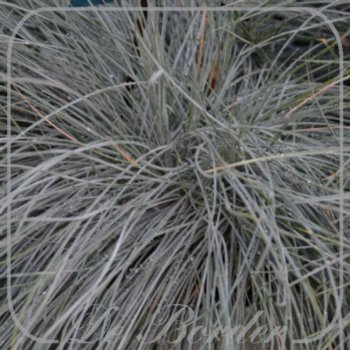 festuca-glauca-intens-blue-978 Festuca glauca 'Intens Blue'
