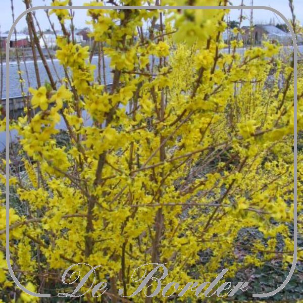 Forsythia intermedia 'Lynwood'