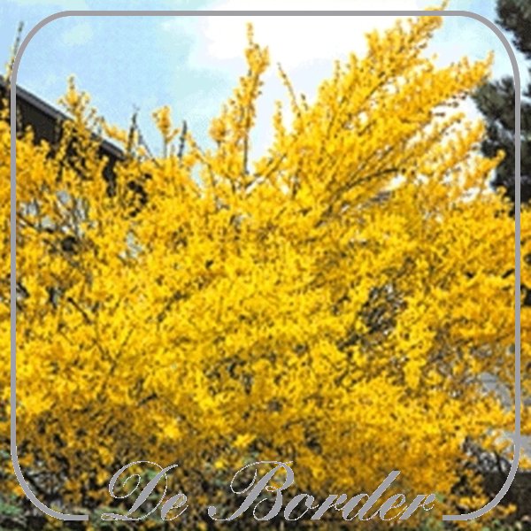 Forsythia intermedia 'Lynwood'